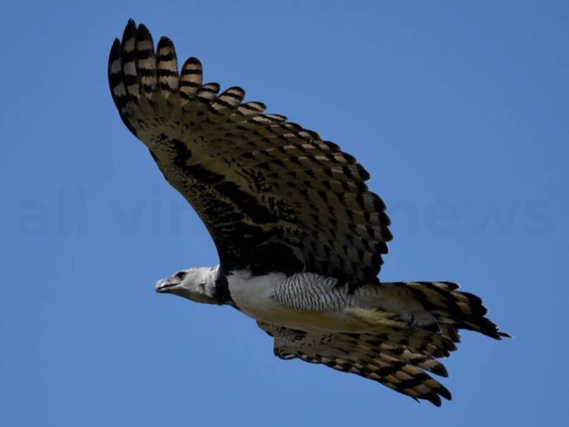 Harpy Eagle's 