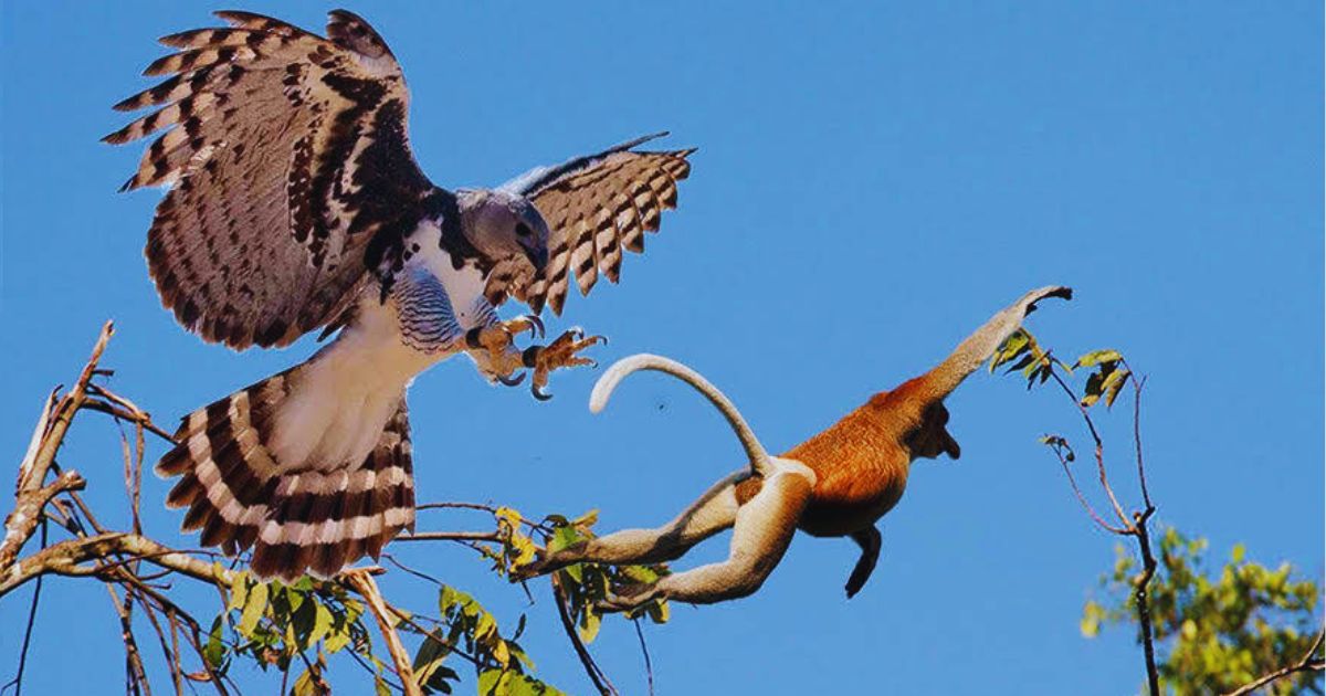 Meet the Harpy Eagle Amazons Mythical Predator from Greek Lore