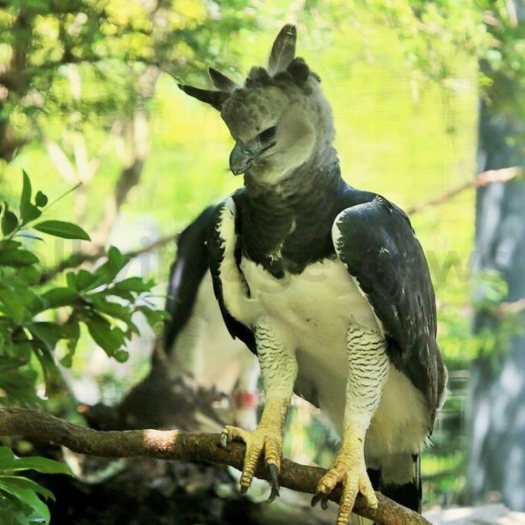 The Harpy Eagle Is a Fearful Hunter
