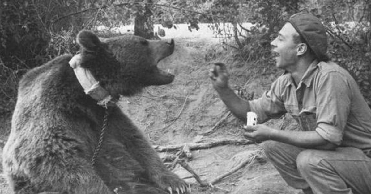 Wojtek The Remarkable Bear Who Fought Alongside Soldiers in War II