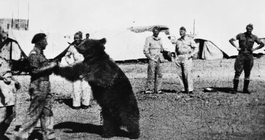 Troops of the Polish 22 Transport Artillery Company watch as one of their comrades play wrestles with Wojtek their mascot bear during the Middle Eastern campaign of World War II, circa 1942-1943.